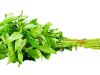 पट्टशाक दूर करे कई बीमारियां
