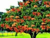 घर के सामने है अशोक का वृक्ष? जानिए इससे जुड़ी ये 4 ज़रूरी बातें
