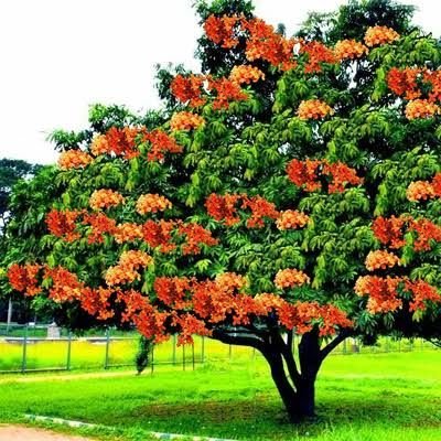 घर के सामने है अशोक का वृक्ष? जानिए इससे जुड़ी ये 4 ज़रूरी बातें
